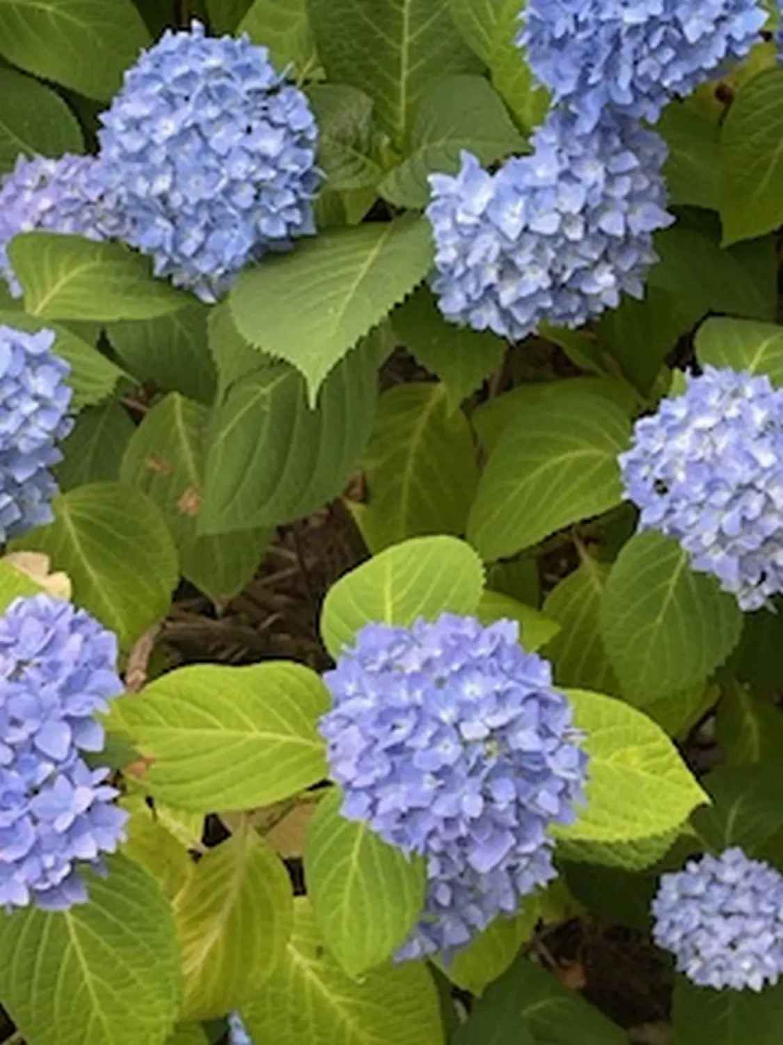 Blumen im Garten der Pension Janssen